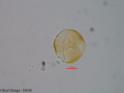 Pentaclethra eetveldeana - lame n° 43202