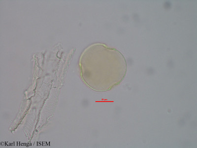 Pentaclethra macrophylla - lame n° 42390