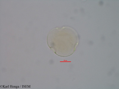 Pentaclethra macrophylla - lame n° 42390