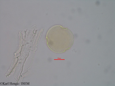 Pentaclethra macrophylla - lame n° 42390