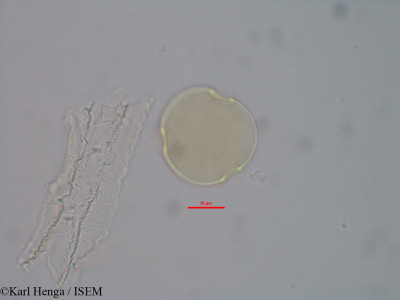 Pentaclethra macrophylla - lame n° 42390