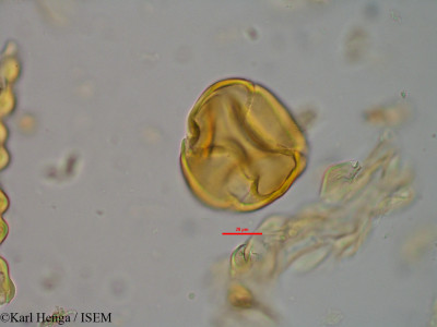 Pentadesma lebrunii - lame n° 10476