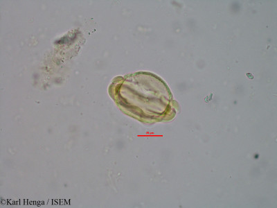 Petersianthus macrocarpus - lame n° 45550