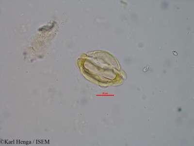 Petersianthus macrocarpus - lame n° 45550