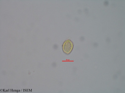 Karl.Henga/Phyllanthus_discoideus_38104/Phyllanthus_discoideus_38104_0001(copy)_thumb.jpg