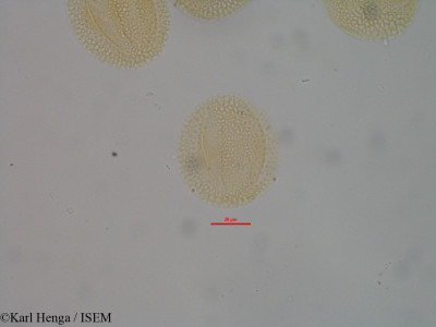 Karl.Henga/Physedra_longipes_14572/Physedra_longipes_14572_0001(copy)_thumb.jpg