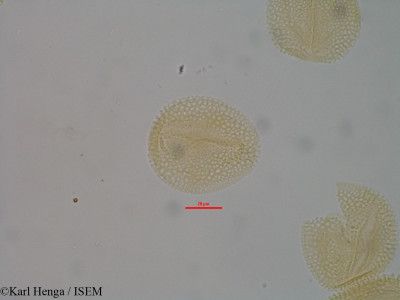 Physedra longipes - lame n° 14572