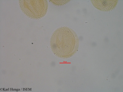 Physedra longipes - lame n° 14572