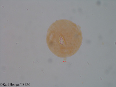 Karl.Henga/Picralima_nitida_32594/Picralima_nitida_32594_0001(copy)_thumb.jpg