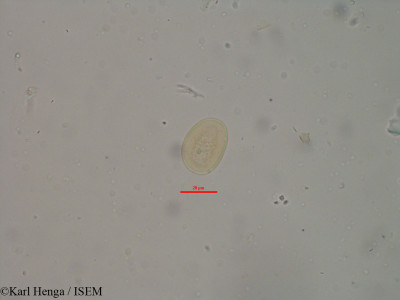Karl.Henga/Pistia_stratiotes_19084/Pistia_stratiotes_19084_0001(copy)_thumb.jpg