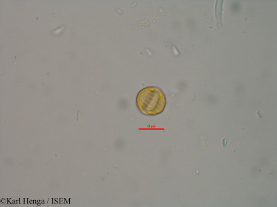 Polygala erioptera - lame n° 20984