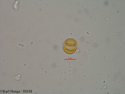 Polygala erioptera - lame n° 20984