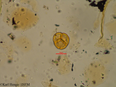 Karl.Henga/Pouchetia_saxifraga_24213/Pouchetia_saxifraga_24213_0001(copy)_thumb.jpg