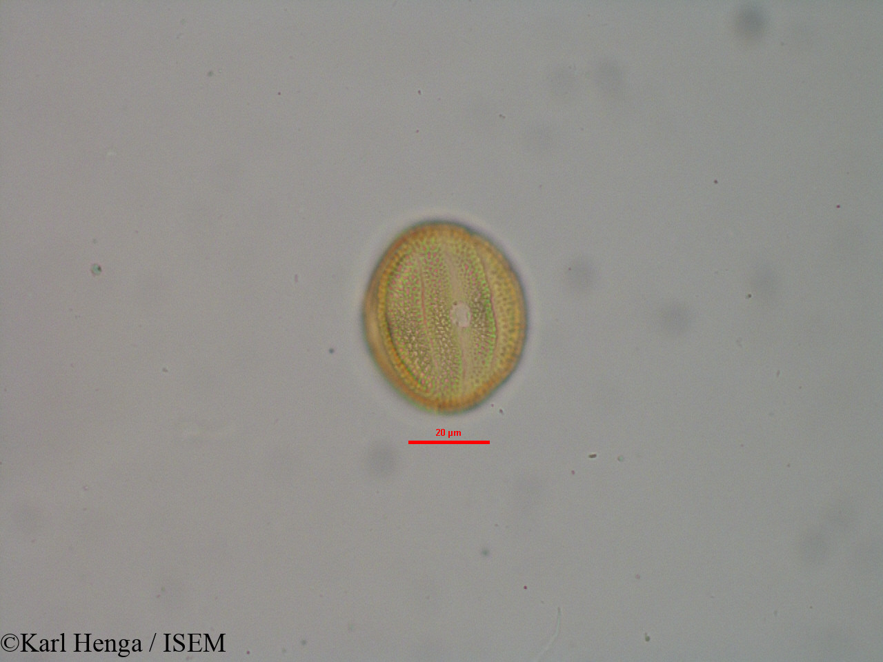 Karl.Henga/Pseuderanthemum_tunicatum_32121/Pseuderanthemum_tunicatum_32121_0001(copy).jpg