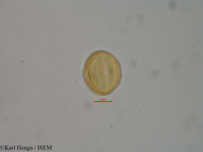 Karl.Henga/Pseuderanthemum_tunicatum_32121/Pseuderanthemum_tunicatum_32121_0001(copy)_thumb.jpg