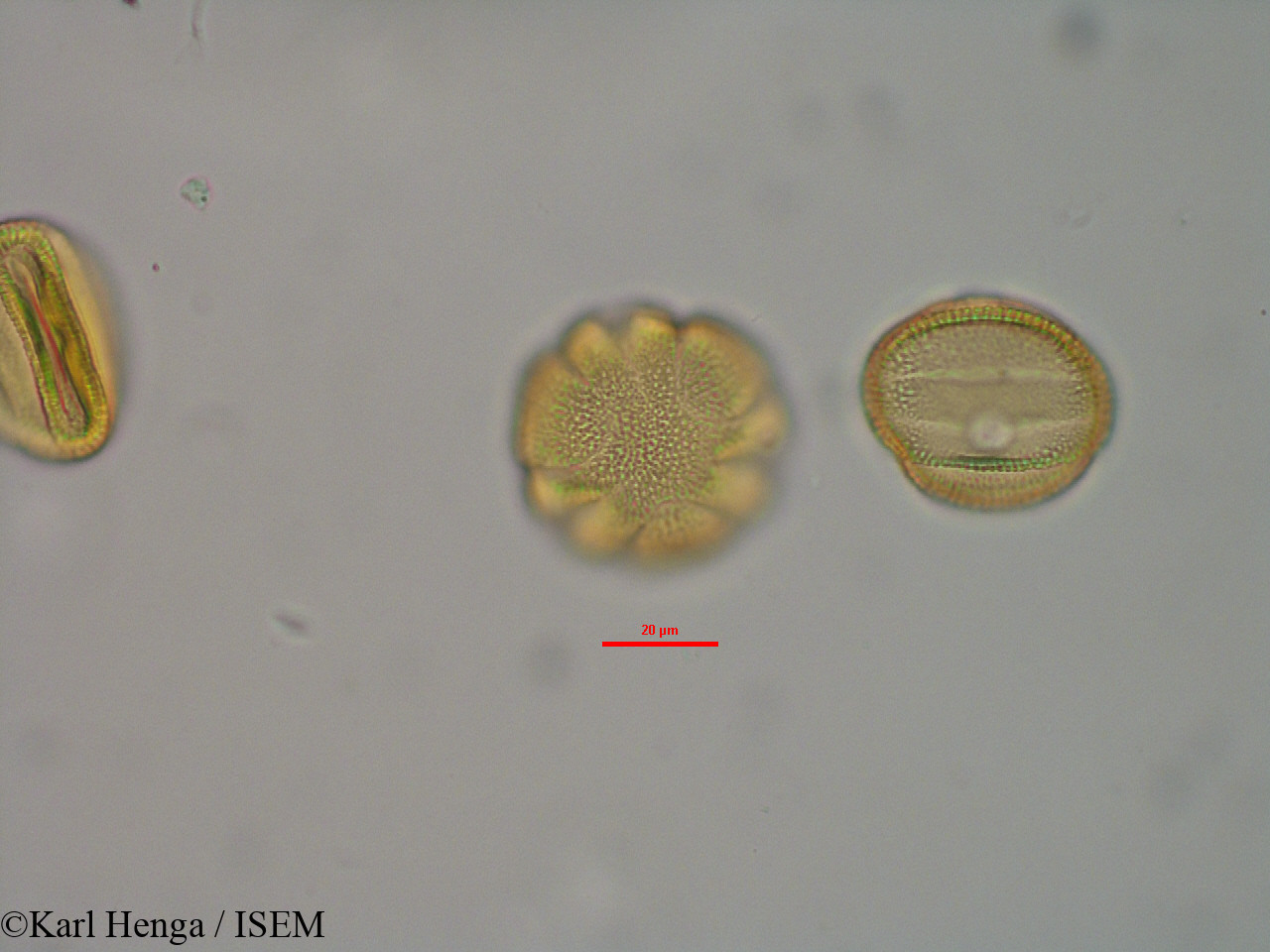 Karl.Henga/Pseuderanthemum_tunicatum_32121/Pseuderanthemum_tunicatum_32121_0002(copy).jpg