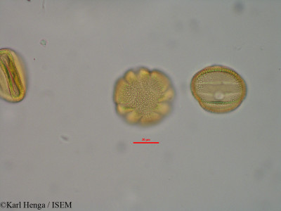 Pseuderanthemum tunicatum - lame n° 32121