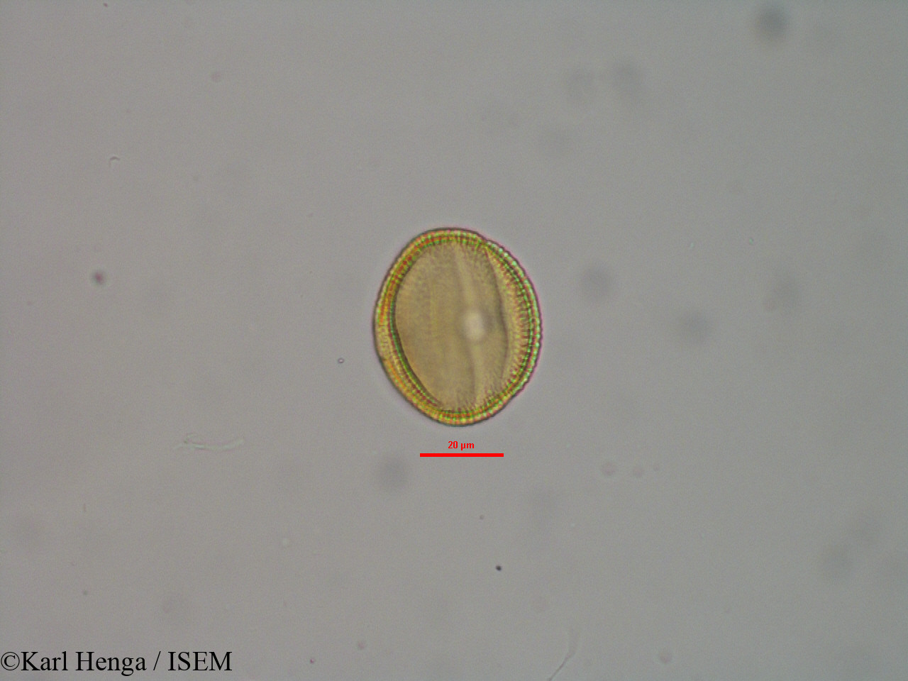 Karl.Henga/Pseuderanthemum_tunicatum_32121/Pseuderanthemum_tunicatum_32121_0003(copy).jpg