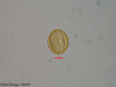 Pseuderanthemum tunicatum - lame n° 32121