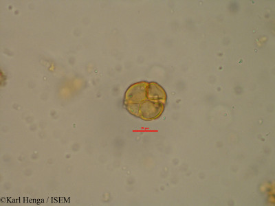 Pseudoprosopis claessensii - lame n° 8069