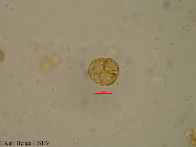 Pseudoprosopis claessensii - lame n° 8069