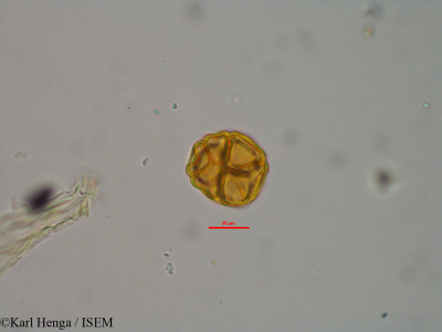 Karl.Henga/Pseudoprosopis_fischeri_8054/Pseudoprosopis_fischeri_8054_0001(copy)_thumb.jpg