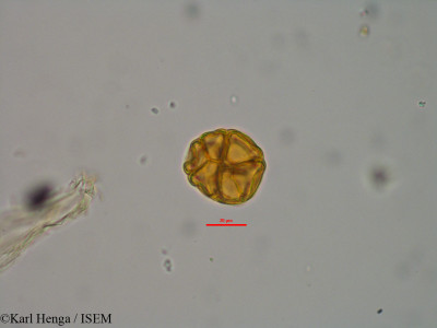 Pseudoprosopis fischeri - lame n° 8054