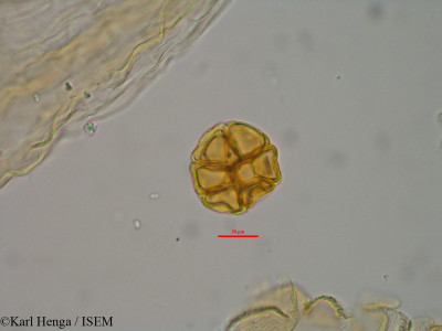Pseudoprosopis fischeri - lame n° 8054
