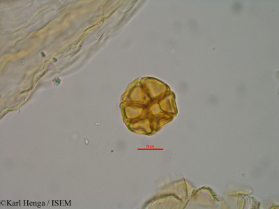 Pseudoprosopis fischeri - lame n° 8054