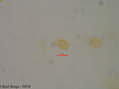 Karl.Henga/Pseudospondias_microcarpa_24216/Pseudospondias_microcarpa_24216_0001(copy)_thumb.jpg