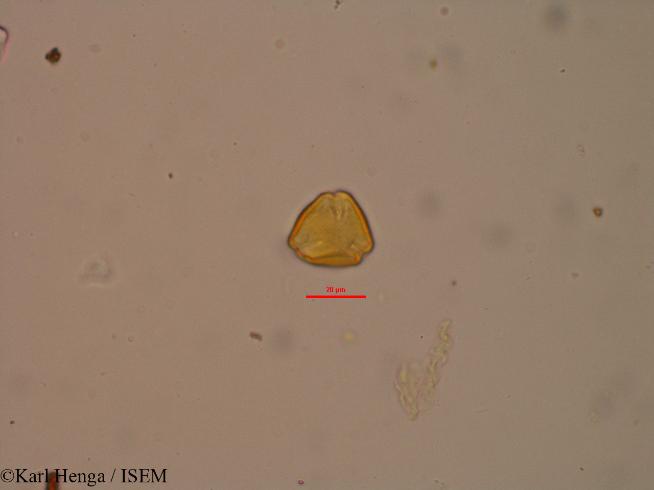 Karl.Henga/Psorospermum_aurantiacum_40138/Psorospermum_aurantiacum_40138_0001(copy).jpg