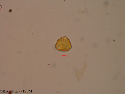 Karl.Henga/Psorospermum_aurantiacum_40138/Psorospermum_aurantiacum_40138_0001(copy)_thumb.jpg