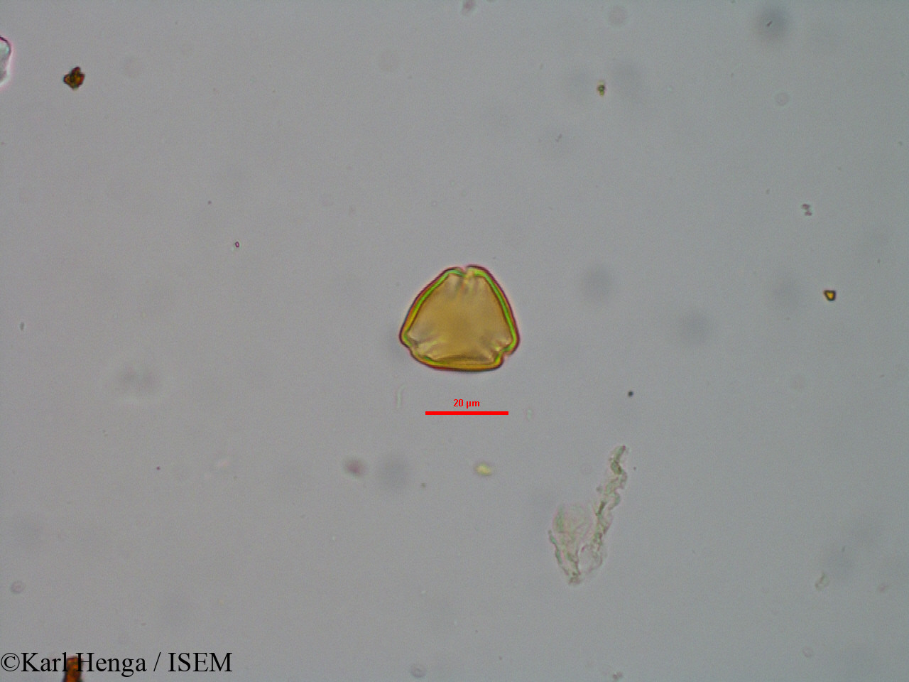 Karl.Henga/Psorospermum_aurantiacum_40138/Psorospermum_aurantiacum_40138_0002(copy).jpg