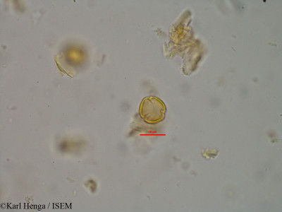Karl.Henga/Psorospermum_tenuifolium_40152/Psorospermum_tenuifolium_40152_0001(copy)_thumb.jpg