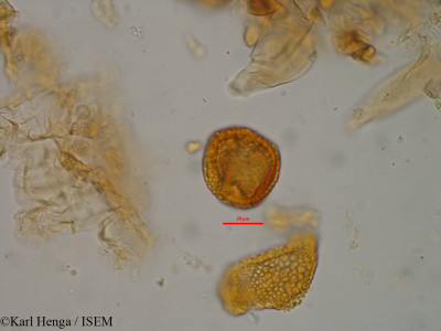 Psychotria gabonica - lame n° 19432