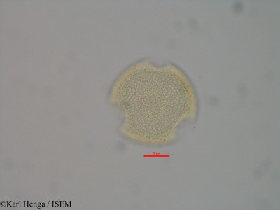 Psychotria konguensis - lame n° 46005