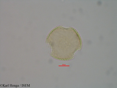 Psychotria konguensis - lame n° 46005