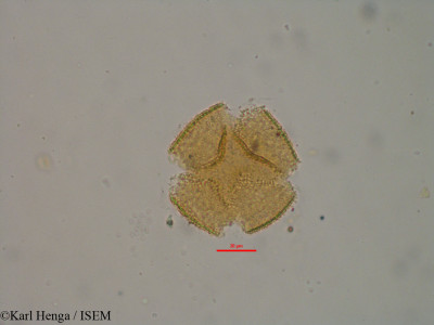 Psychotria vogeliana - lame n° 19584