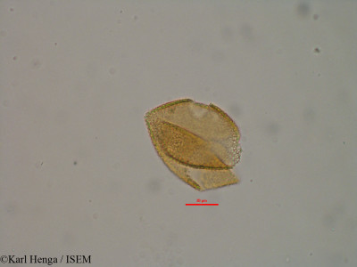 Psychotria vogeliana - lame n° 19584
