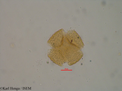 Psychotria vogeliana - lame n° 19584