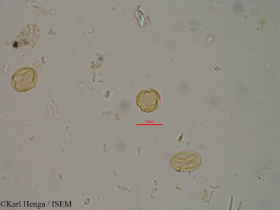 Karl.Henga/Pterocarpus_erinaceus_20975/Pterocarpus_erinaceus_20975_0001(copy)_thumb.jpg