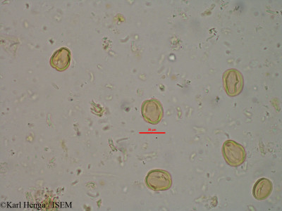 Pterocarpus erinaceus - lame n° 20975