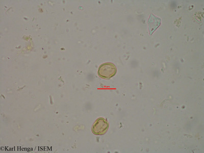 Pterocarpus erinaceus - lame n° 20975