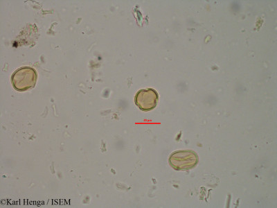 Pterocarpus erinaceus - lame n° 20975