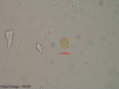 Pterocarpus lucens - lame n° 22976