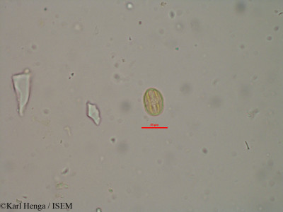 Pterocarpus lucens - lame n° 22976