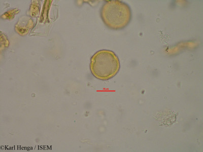 Karl.Henga/Pterygota_aubrevillei_1872/Pterygota_aubrevillei_1872_0001(copy)_thumb.jpg