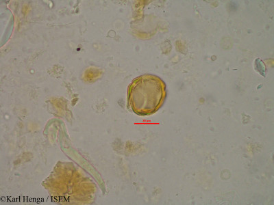 Karl.Henga/Pterygota_bequaertii_2068/Pterygota_bequaertii_2068_0001(copy)_thumb.jpg