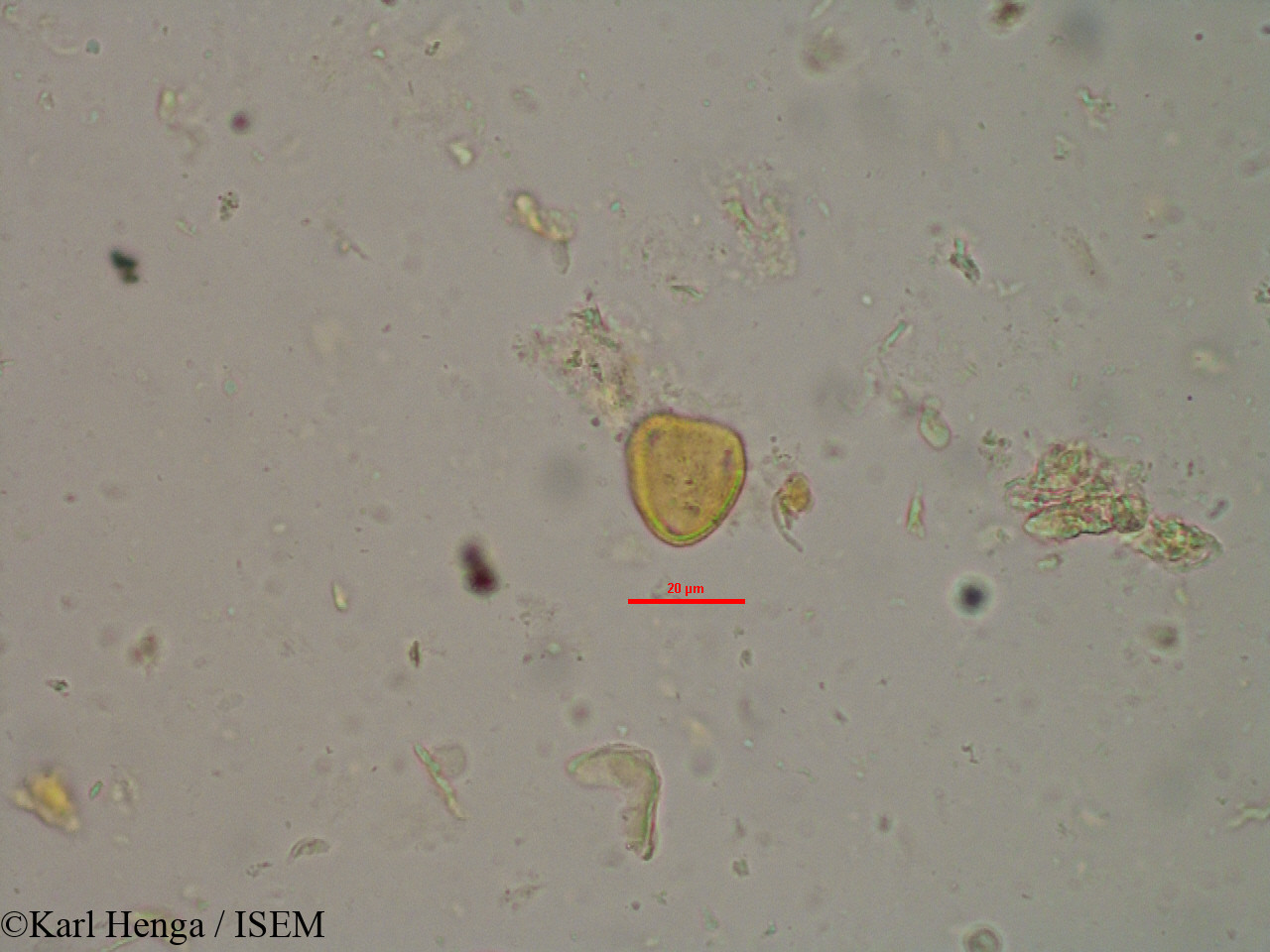 Karl.Henga/Ptychopetalum_petiolatum_12330/Ptychopetalum_petiolatum_12330_0001(copy).jpg