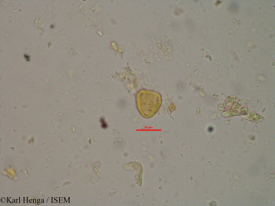 Karl.Henga/Ptychopetalum_petiolatum_12330/Ptychopetalum_petiolatum_12330_0001(copy)_thumb.jpg